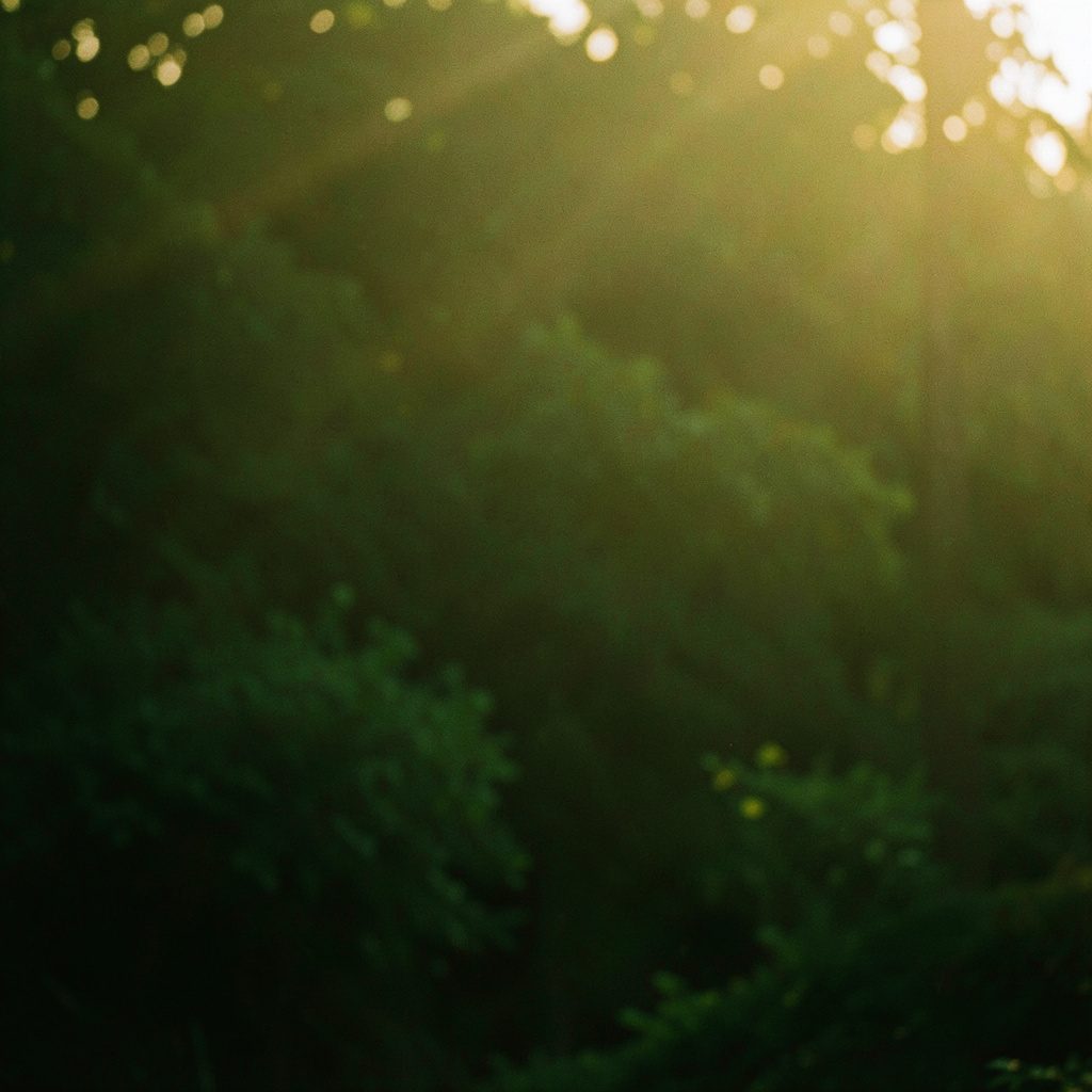 Close-up of green leafy plants in a field under warm sunlight