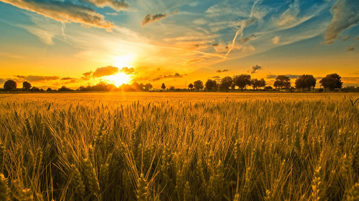 A golden wheat field at sunset with a colorful sky and silhouetted trees on the horizon